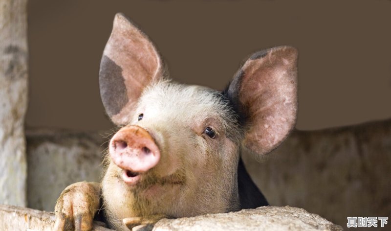 中国今日最新猪价格行情 - 真时天下