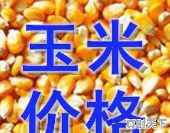 华北玉米价格逼近1.1元、东北0.95元，未来还会涨吗 - 真时天下