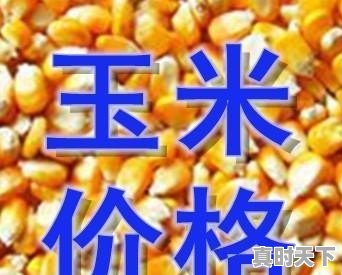 玉米今日价格2月26日是多少 - 真时天下