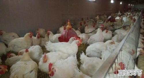 毛鸡跌破5元，一只鸡亏损2元，鸡苗涨破6元，到底咋回事 - 真时天下