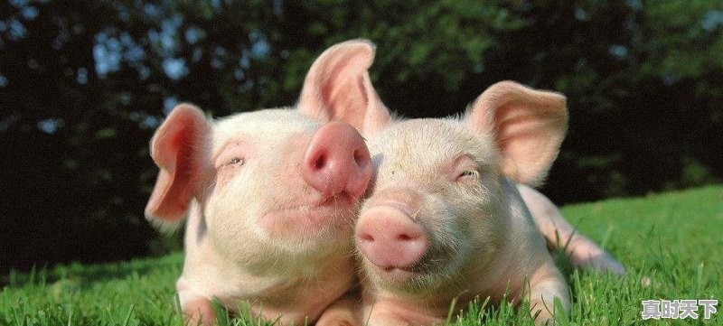 天邦 股价 - 真时天下