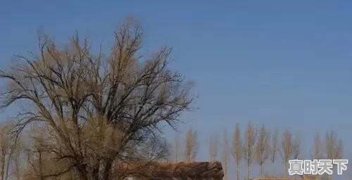 大地二手车多少钱一辆 - 真时天下