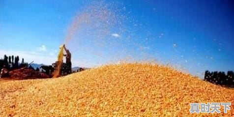 2月19日河北玉米价格为何下跌，这与哪些因素有关 - 真时天下