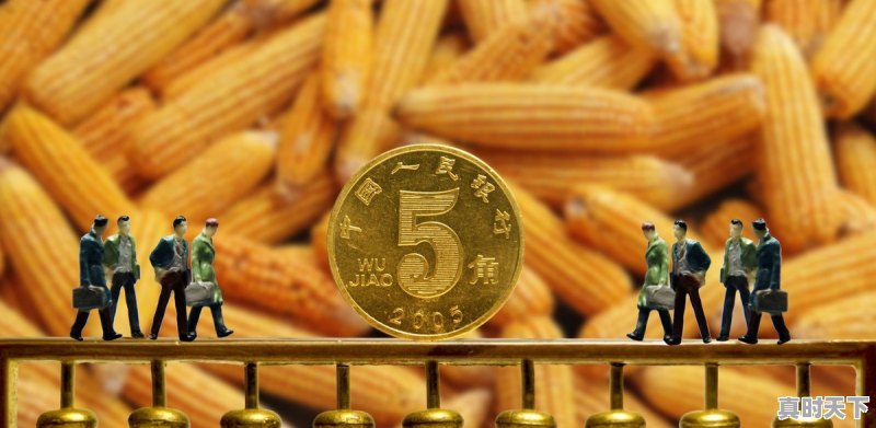 吉林朝阳今日玉米价格表 - 真时天下