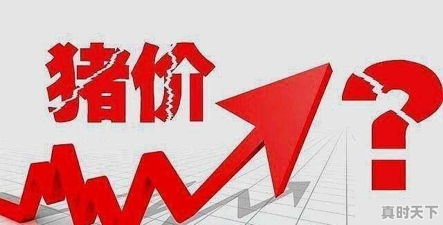 再过十天猪价会涨吗 - 真时天下