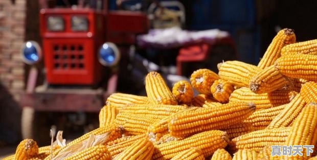 华北玉米价格为何突然下降 - 真时天下