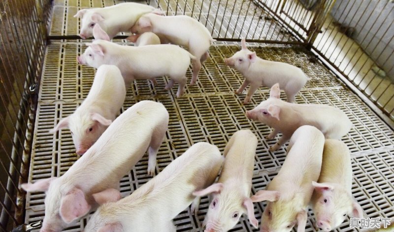 今日农贸市场仔猪价格走势图 - 真时天下