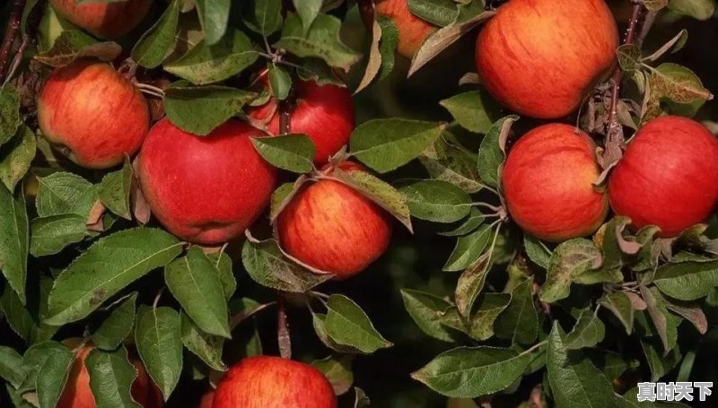 盒马红心苹果汁还有的卖吗 - 真时天下