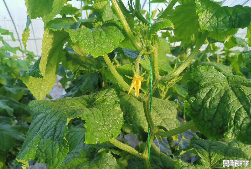 大棚栽培黄瓜,在栽培管理过程中有哪些技术要点是需要注意的 - 真时天下