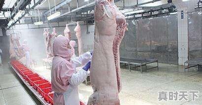 生猪屠宰行业现在还能获利吗 - 真时天下