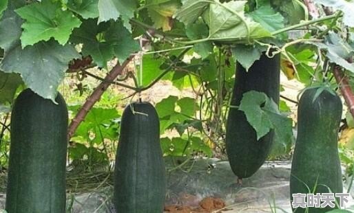 今日南宁坛洛冬瓜价格 - 真时天下