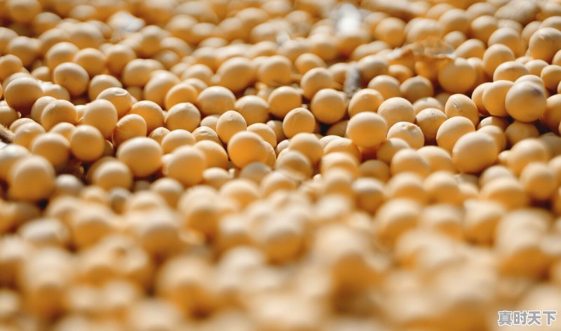 豆粕滞跌,蛋价、猪价“涨势反扑”,小麦拍出新高度,发生了啥 - 真时天下