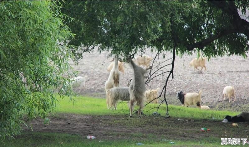 快乐向前冲2023，要来东营河口的西湖吗 - 真时天下