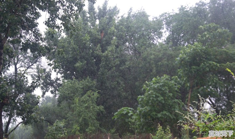 为什么今年那么多阴雨天对农业会有影响吗 - 真时天下