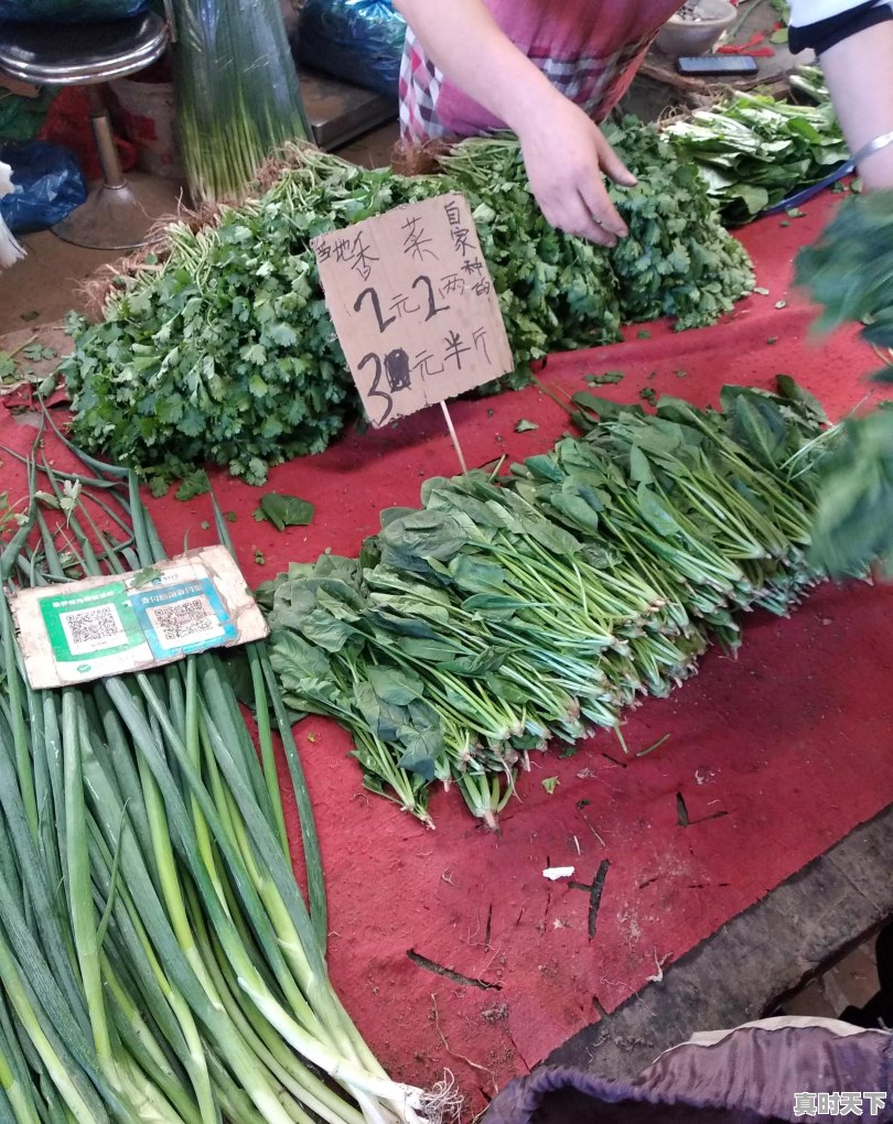 张家口今日香菜价格行情 - 真时天下
