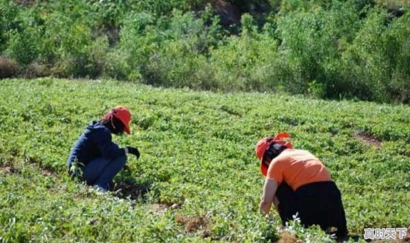 山东今天花生米最新价格 - 真时天下