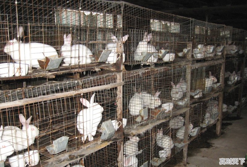 咸阳春季玉米播种时间 - 真时天下