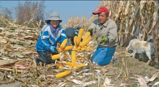 杂交玉米今日价格行情走势图 - 真时天下