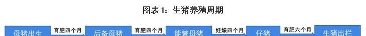 今日猪肉价格最新全国排名查询 - 真时天下