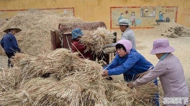 今日12月24日小麦价格 - 真时天下