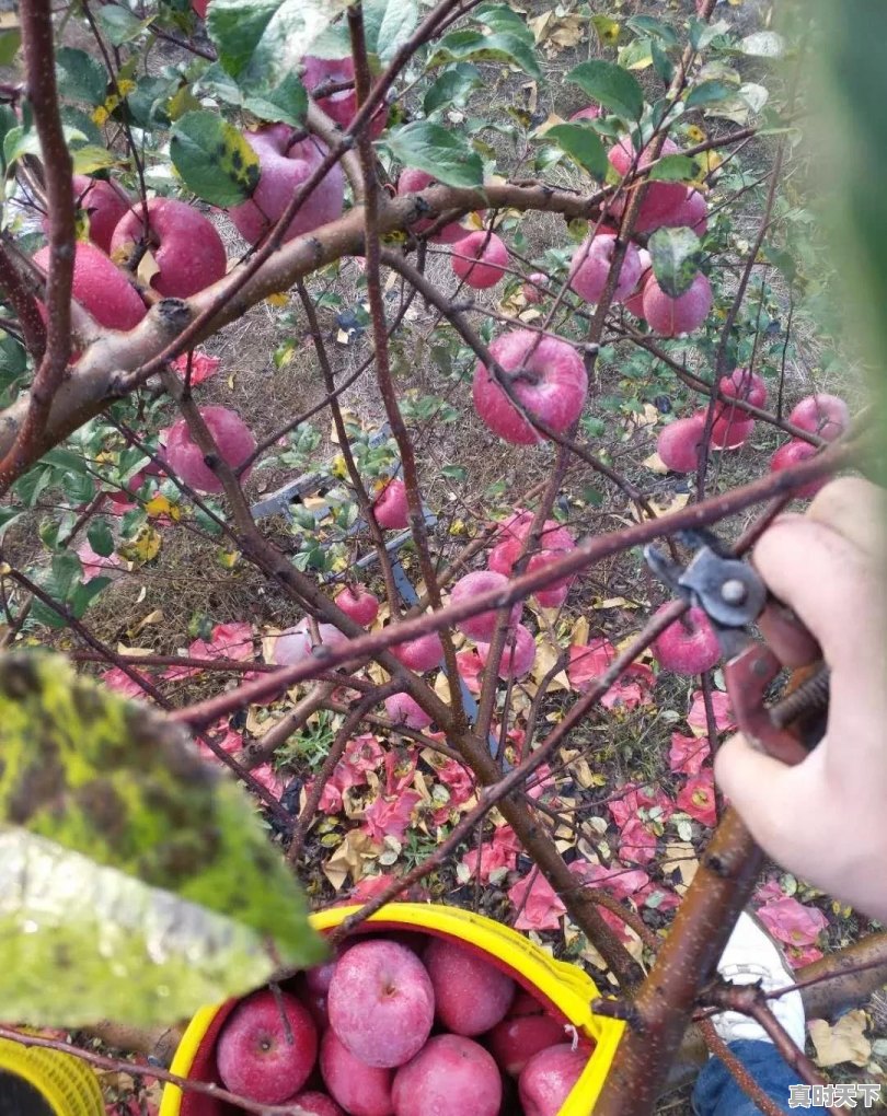 我家是陕西富平县的，专种苹果，今年苹果价钱就几毛钱，各位好心人出个主意，怎么卖个好价钱 - 真时天下