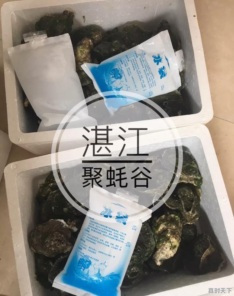 湛江生蚝夜市哪里好吃 - 真时天下