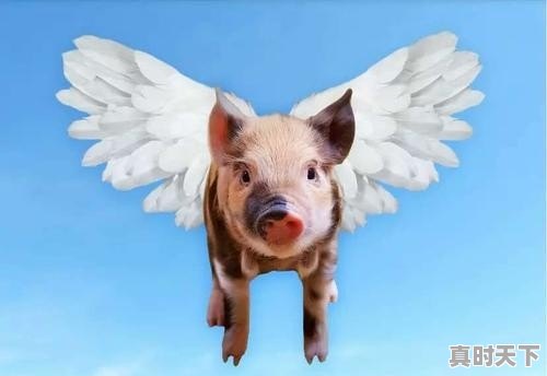 4月9日猪价涨跌互现,4月份养殖户能盼来生猪价格的拐点吗 - 真时天下