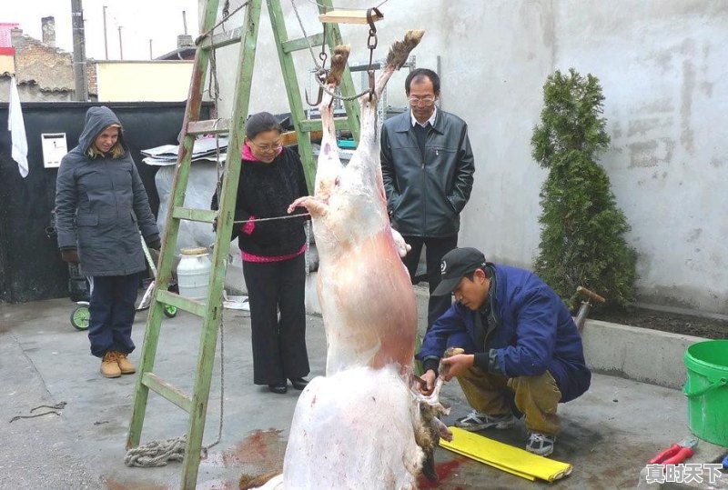 春节刚过，牛羊肉价格就小幅回落，正常吗 - 真时天下