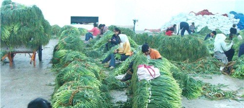 超市小青菜今日价格行情查询 - 真时天下