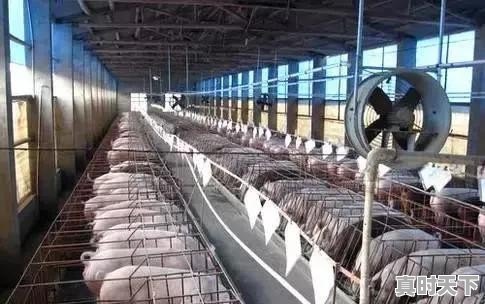 今年元旦春节期间猪价会有啥变化 - 真时天下