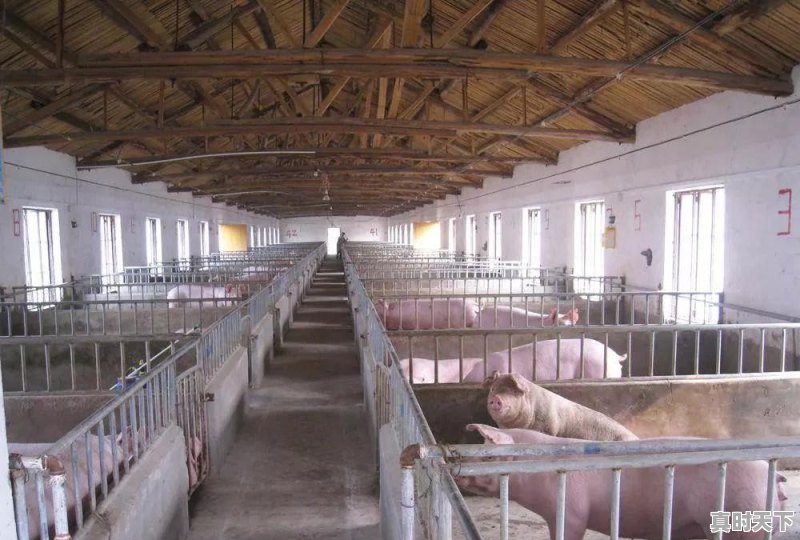 攀枝花今日生猪价最新 - 真时天下