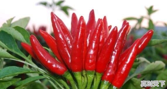最近辣椒价疯狂上涨66%破10元,是农民种植减少了吗?什么原因导致 - 真时天下