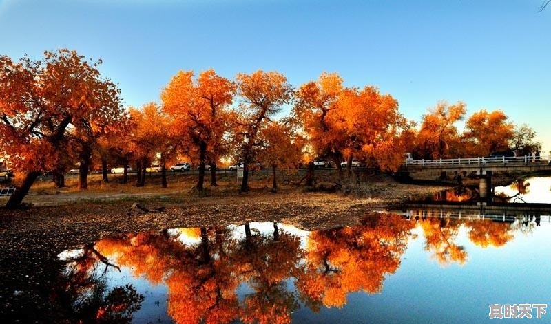我准备到胡杨林,这几天天气怎么样,要穿什么衣服 - 真时天下