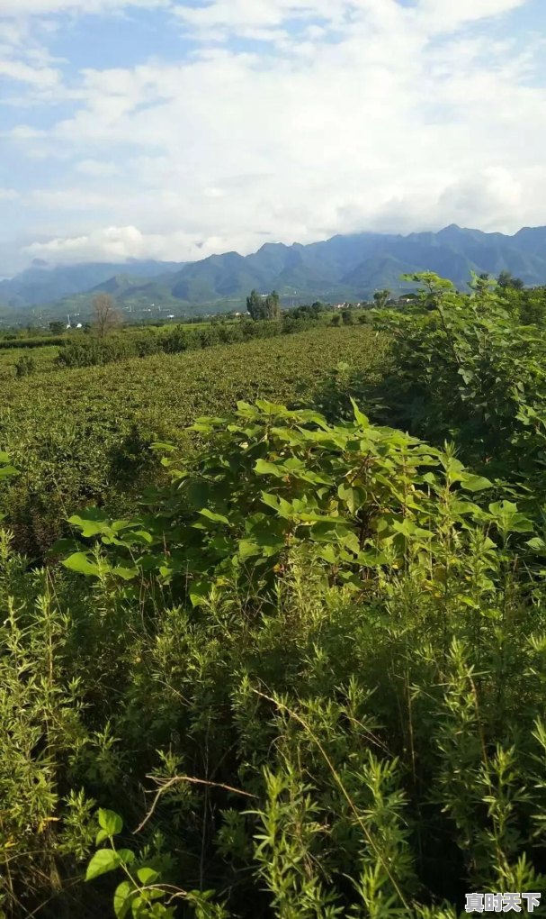 万昌科技更名最新消息 - 真时天下