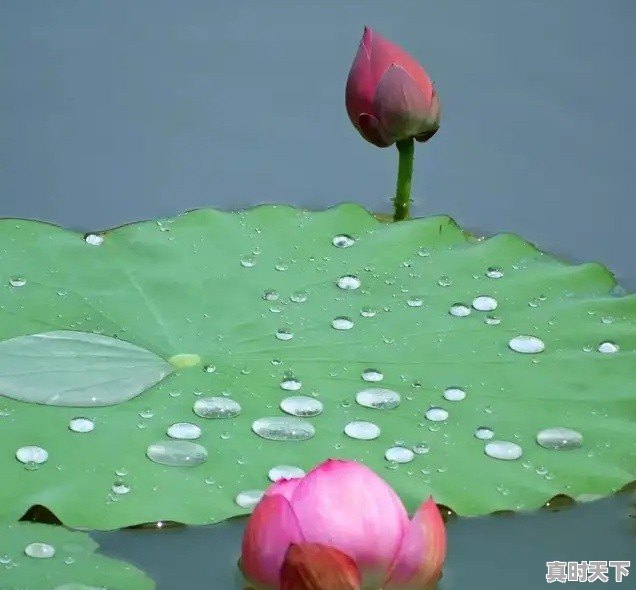 你读过哪些印象深刻的打油诗，打油诗算得上诗歌吗 - 真时天下