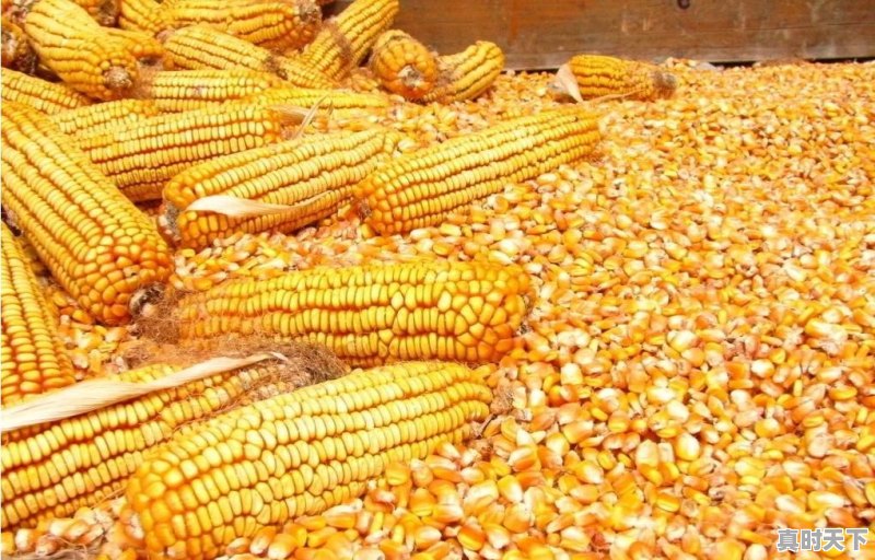 今日鲅鱼圈港口玉米价格 - 真时天下