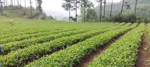 甘肃天水种植药材，有哪些药材生长在地表皮且株秧小 - 真时天下