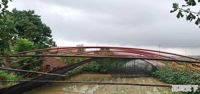 山东连续降雨，会不会导致农作物减产，下半年蔬菜价格上涨呢 - 真时天下