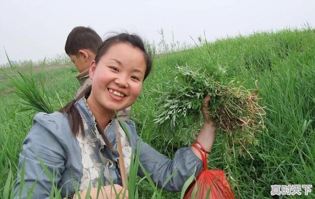 现在好多人都爱吃野菜，农村哪种野菜最受欢迎 - 真时天下