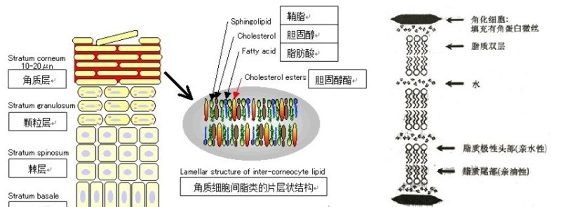 皮肤“补水”就是“保湿”吗，需要注意些什么 - 真时天下