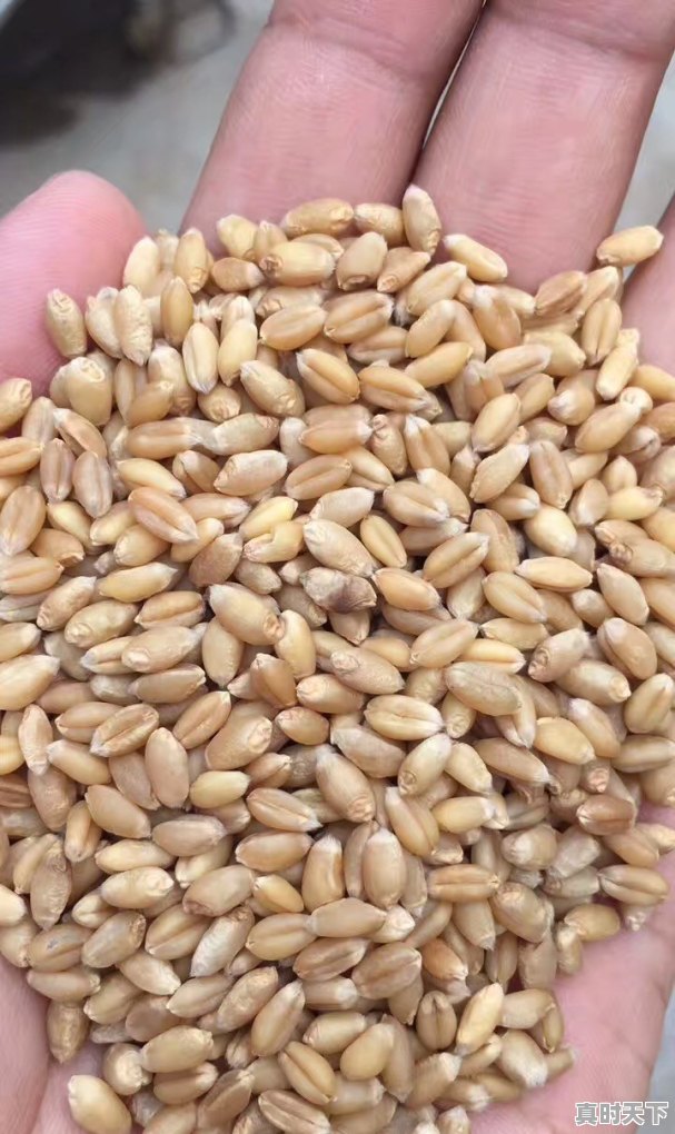 小麦能涨到多少钱一斤 - 真时天下