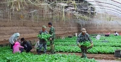 早春蔬菜陆续开始定植了。如何管理才能使农作物成活率高 - 真时天下